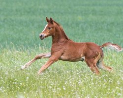 dressage horse La Vie en Paix (Hanoverian, 2022, from La Vie)