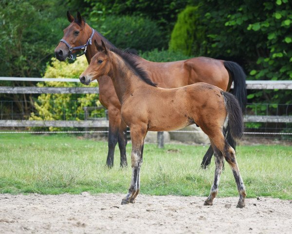 broodmare Coletta (Holsteiner, 2011, from Contender)