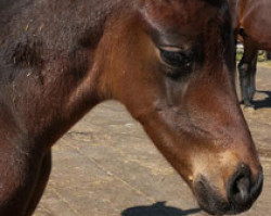 dressage horse Veikko (Hanoverian, 2020, from Vivat Rex)