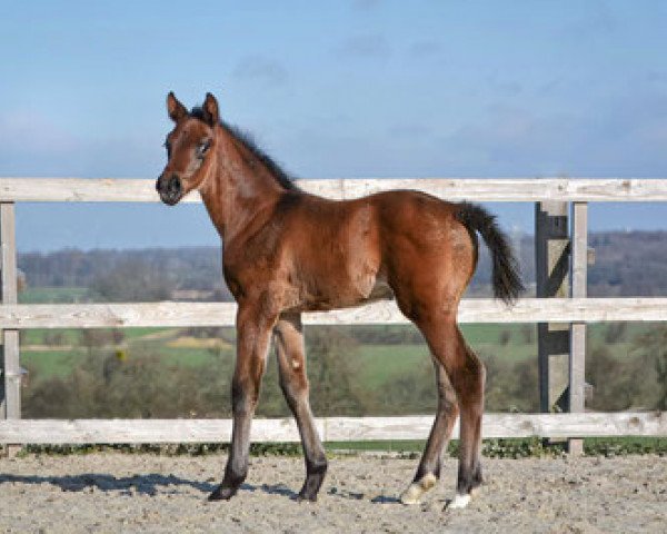 dressage horse First Choice (Hanoverian, 2020, from For Romance I)