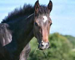 jumper Damiro (Hanoverian, 2020, from Diarado)