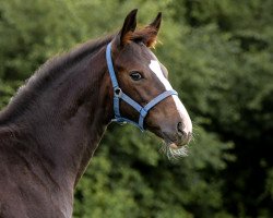 dressage horse Fijara (Hanoverian, 2023, from Fiducioso)