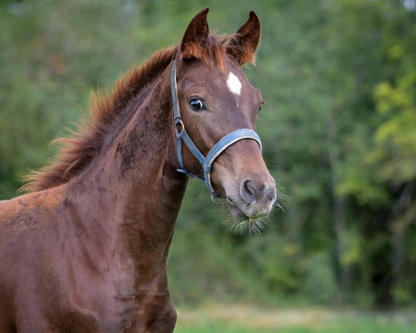 dressage horse Viviana P (Hanoverian, 2023, from Vitalis)