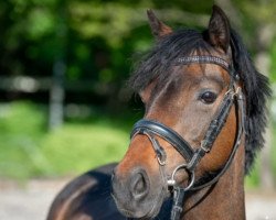 Pferd Seamoor Tittlemouse (British Riding Pony, 2014, von Broadhurst Samuel Whiskers)