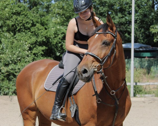 Pferd Lausejunge (Rheinländer, 2009, von Louis le Bon)