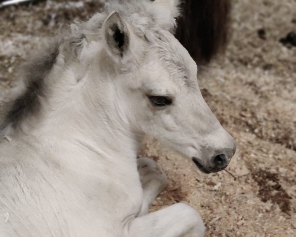 horse Melia (Fjord Horse, 2022, from Milliano)