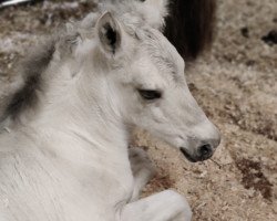 Pferd Melia (Fjordpferd, 2022, von Milliano)