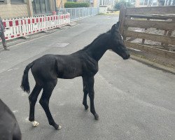 Springpferd Alfred (Trakehner, 2023, von Shavalou)