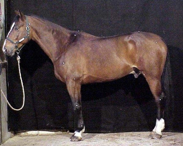 Pferd Elu de la Gillerie (Selle Français, 1992, von Rivage Du Poncel)