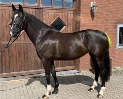 jumper Orphelia van het Molenhof (Belgian Warmblood, 2014, from Hunters Scendro)