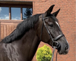 jumper Orphelia van het Molenhof (Belgian Warmblood, 2014, from Hunters Scendro)