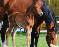 jumper Diala Diwillow MH (German Sport Horse, 2023, from Dia Corrado)