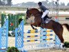 jumper Honey (Irish Sport Horse, 2005, from Quidam de Revel)