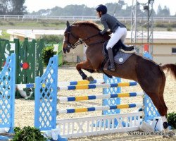 jumper Honey (Irish Sport Horse, 2005, from Quidam de Revel)