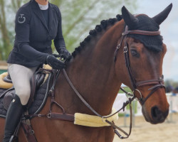 jumper Gucci van Heiste (Belgian Warmblood, 2006, from Orlando van de Heffinck)