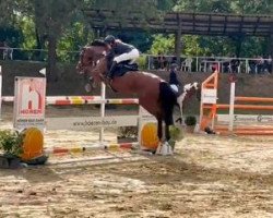 jumper Captain Carlos (Holsteiner, 2010, from Corrado I)