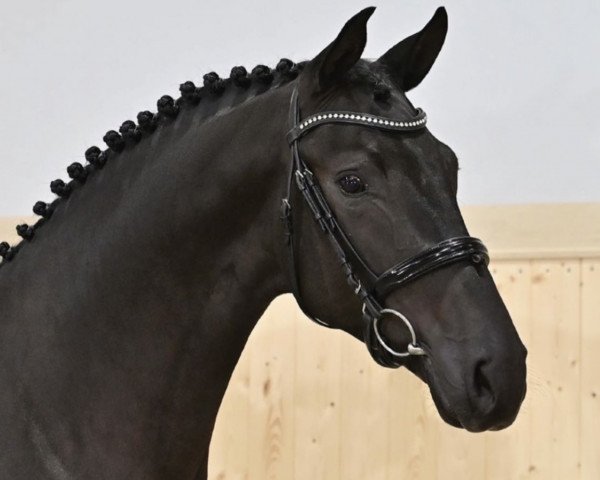 dressage horse Mistral (Oldenburg, 2019, from Mykonos)