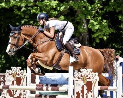 Springpferd Mayo van de Herkkant (Belgisches Warmblut, 2012, von Emerald van 't Ruytershof)