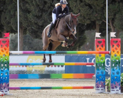 jumper Quisandro (Holsteiner, 2010, from Quintero)