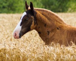 Pferd Mick (Schwarzwälder Fuchs, 2023, von Maitanz)