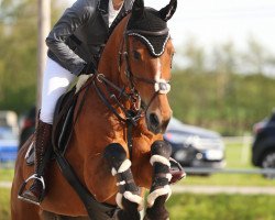 jumper Lorena 149 (Oldenburg show jumper, 2011, from Le Balou 3)