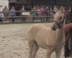 broodmare Datinglight (German Riding Pony, 2016, from Dating AT NRW)