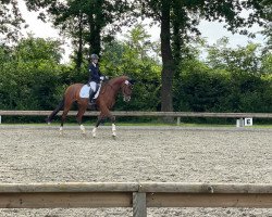 dressage horse Versace 24 (Westphalian, 2016, from Voyageur 2)