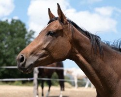 broodmare Miss Everdeen xx (Thoroughbred, 2019, from Arrigo xx)