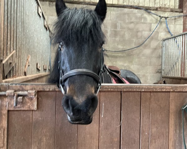 Pferd Wansfell Sheena (Fell Pony, 2005, von Heltondale Ted)