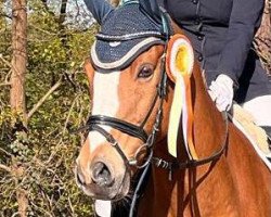 dressage horse Bicaro (German Riding Pony, 2009, from Blanchet)