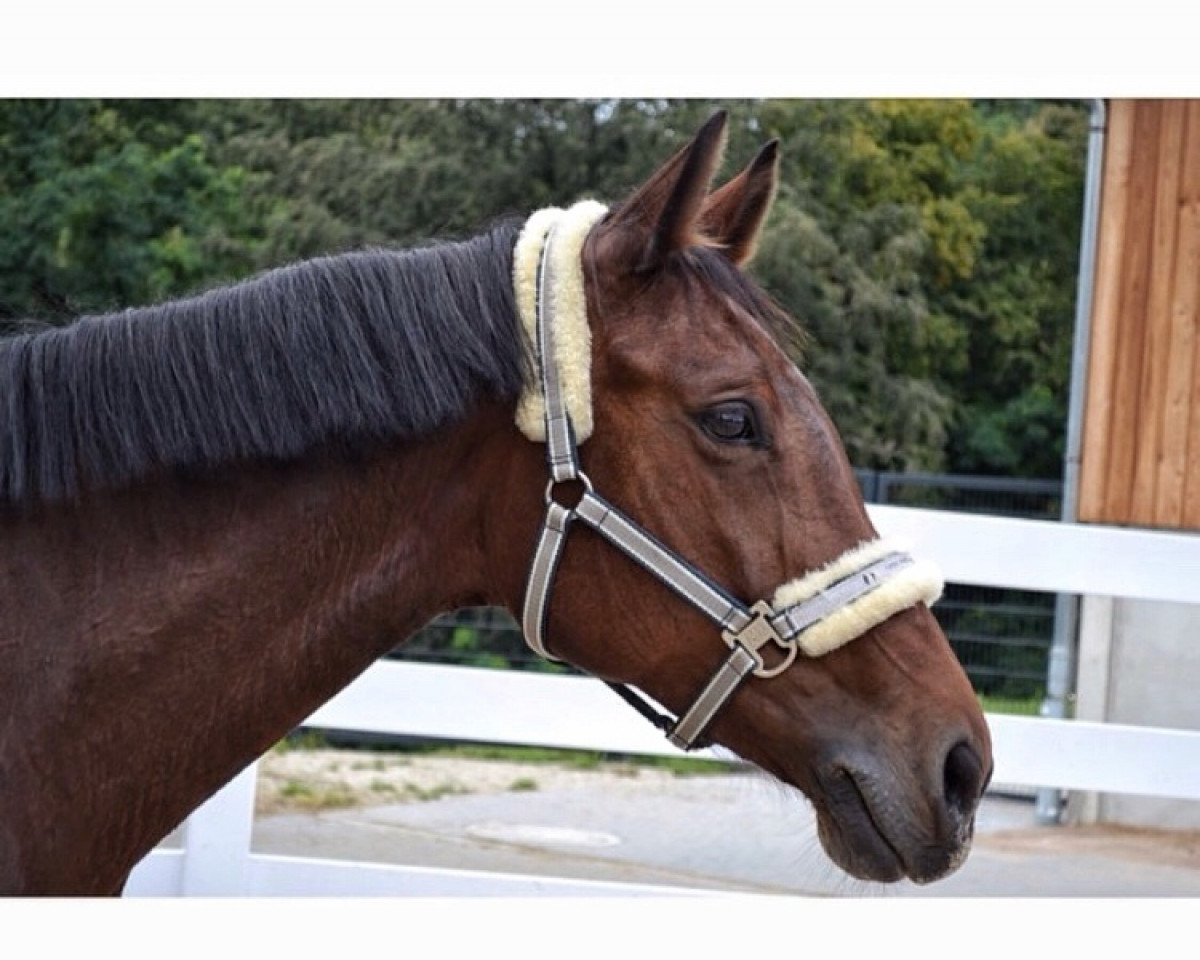 horse Labana 2 (Württemberger, 2005, from Lone Star)