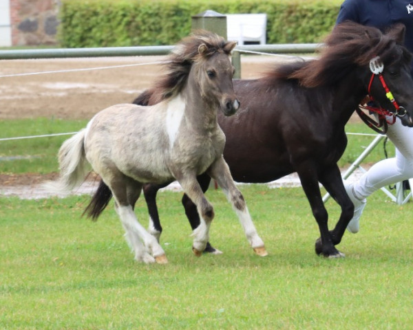 horse Janikos Amiro (Dt.Part-bred Shetland pony, 2023, from Ambitie van de Zandkamp)