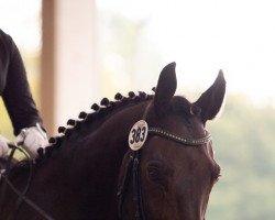 dressage horse Feiner Fritz 16 (Westphalian, 2005, from Festival Westfalia)