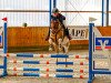 jumper Dublin K (German Riding Pony, 2017, from Dimension AT NRW)