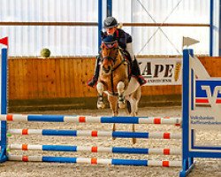 jumper Dublin K (German Riding Pony, 2017, from Dimension AT NRW)