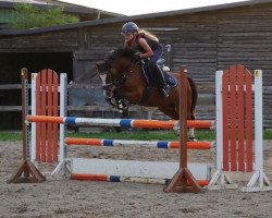 Springpferd Preastons Priestwood (Welsh Pony (Sek.B), 2004, von Priestwood Punchinello)