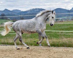 Pferd Conversano Vércse (Lipizzaner, 2018, von Conversano XXIV-70)