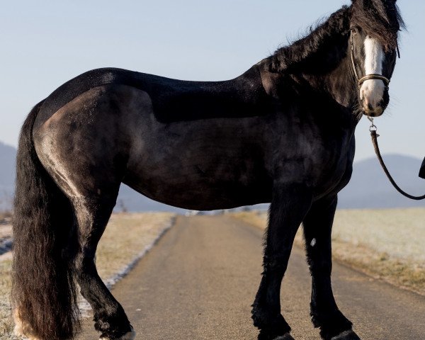 Pferd Maka of Wigwam (Tinker / Irish Cob / Gypsy Vanner, 2007)