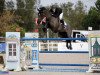 broodmare Imagine de Muze (Belgian Warmblood, 2008, from Nabab de Rêve)