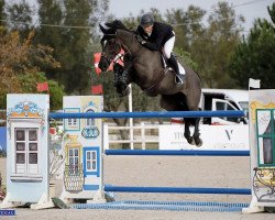 broodmare Imagine de Muze (Belgian Warmblood, 2008, from Nabab de Rêve)