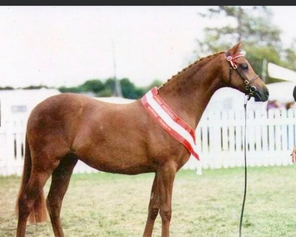 horse Padrig Flower Girl (British Riding Pony,  , from Lechlade Quince)