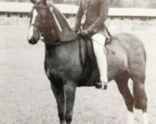 horse Oakley Funny Feeling (British Riding Pony, 1986, from Oakley Bubbling Fun)