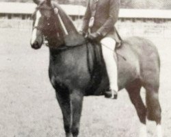 Pferd Oakley Funny Feeling (British Riding Pony, 1986, von Oakley Bubbling Fun)