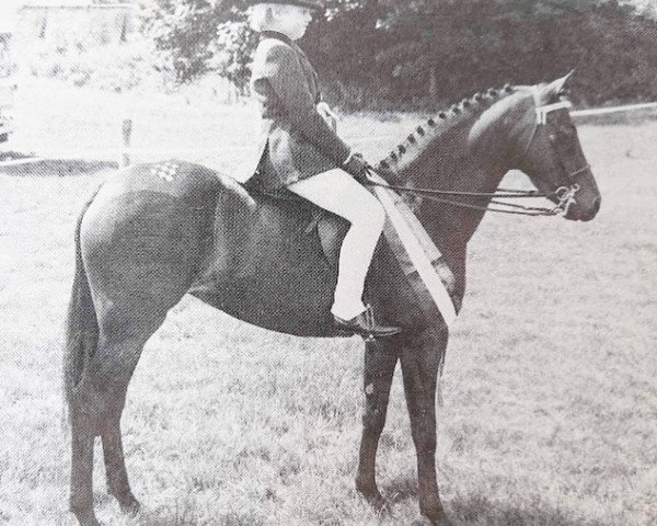 Pferd Oakley (c) Binnie (British Riding Pony,  , von Oakley (C) Bubbling Spring)