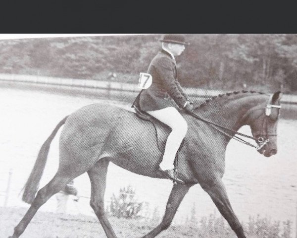 Zuchtstute Oakley Be Free (British Riding Pony, 1981, von Oakley (C) Bubbling Spring)