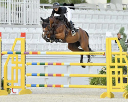 broodmare Fazenda Semilly (Selle Français, 2015, from Bisquet Balou C)