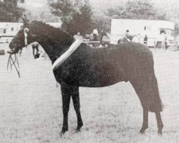 Pferd Chiddock Limited Edition (British Riding Pony, 1992, von Chiddock Fankino)