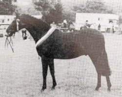 horse Chiddock Limited Edition (British Riding Pony, 1992, from Chiddock Fankino)