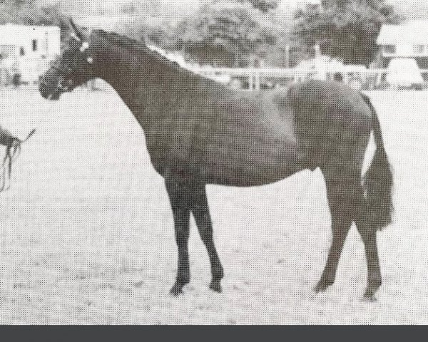 Pferd Blaircourt Romany Prince (British Riding Pony, 1993, von Sufton Romany Lore)