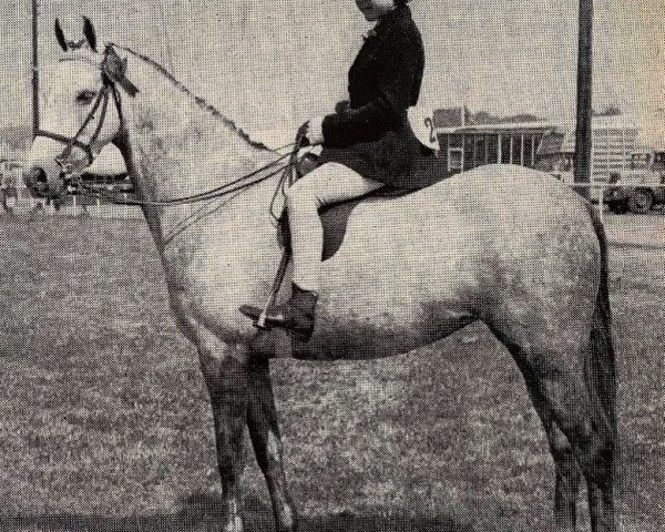 broodmare Cusop Serenade (Welsh-Pony (Section B), 1955, from Bwlch Valentino)